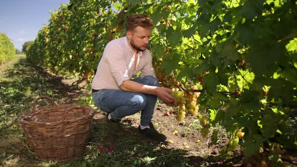 Bearded Man in September to Harvest Vineyards Collects Selected Grape Bunches