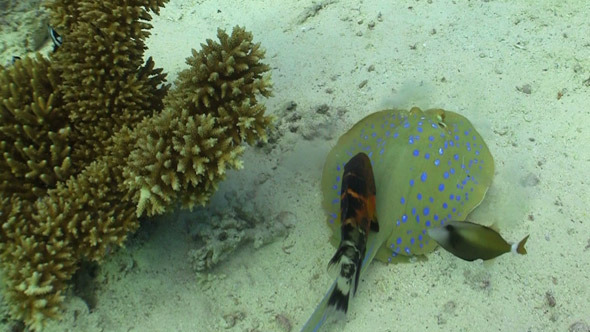 Blue Spotted Stingray Swims On The Coral Reef