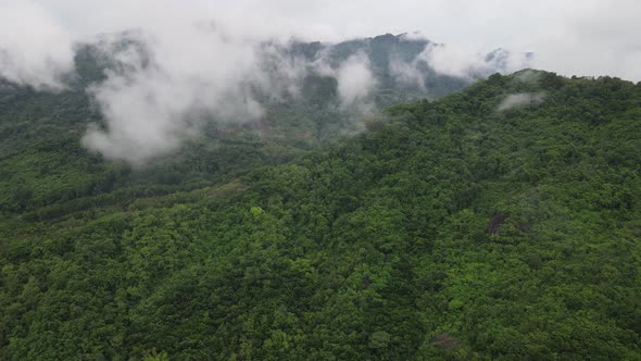 Aerial drone view of mist tropical rainforest in valley, Indonesia.