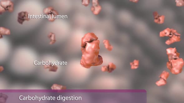 The process of breaking down the eaten food in the digestive system