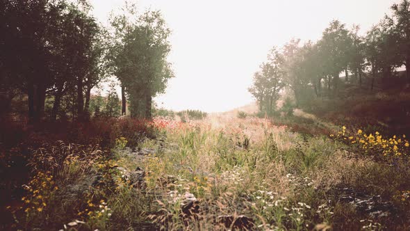 Scenic Panoramic View of Idyllic Rolling Hills Landscape with Blooming Meadows