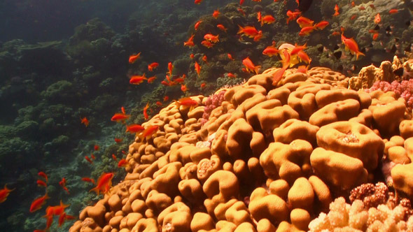 Colorful Fish On Vibrant Coral Reef 2