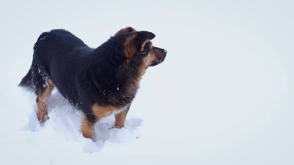 Dog play in deep snow.