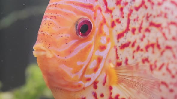 Fish Discus Swiming in Fishtank