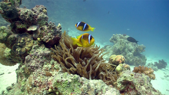 Clown Anemonefish On Coral Reef 3