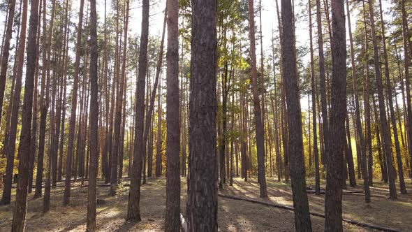 Autumn Forest with Trees By Day