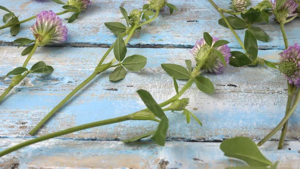 Fresh flowers of clover on vintage light blue wooden tabletop.