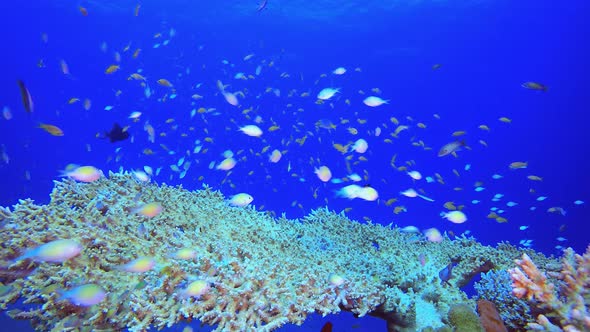 Marine Coral Garden