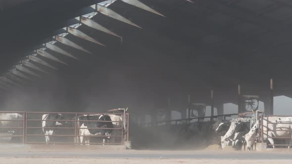 Cows on Dairy Farm Livestock Milk Industry