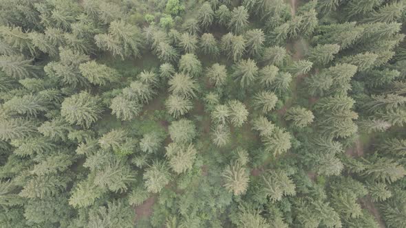 Ukraine, Carpathians: Forest Landscape. Aerial View. Flat, Gray