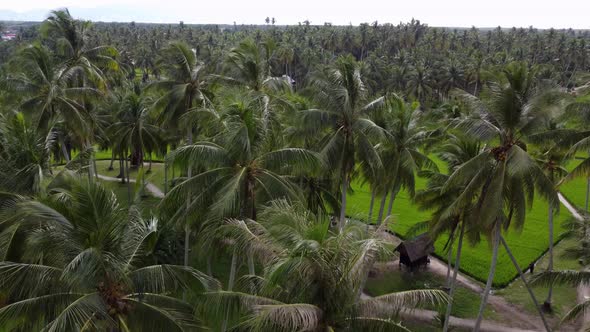 Aerial fly over coconut trees in eco farm