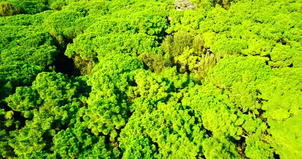 Green Forest with Countless High Trees with Dense Foliage