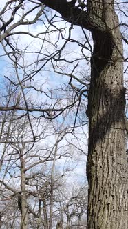 Vertical Video of the Forest with Trees Without Leaves Slow Motion