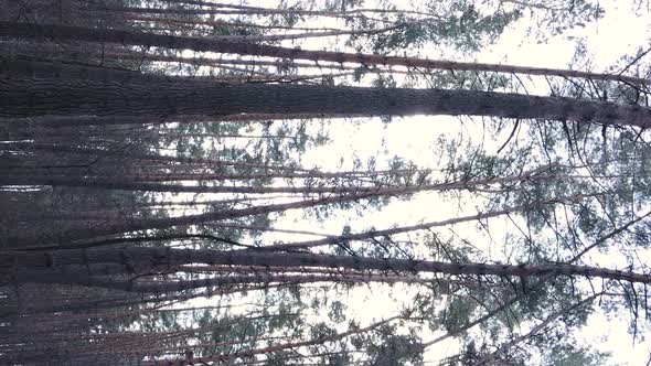 Vertical Video of Trees in a Pine Forest Slow Motion