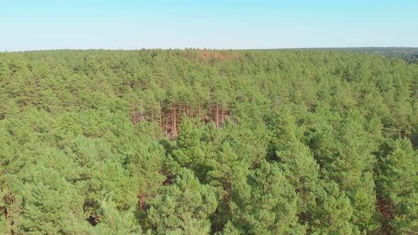 The Aerial Deforestation