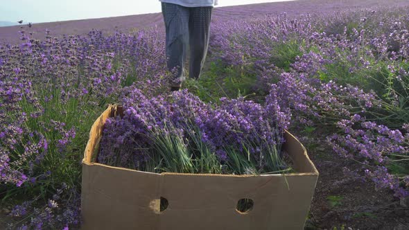 Farmers Handcuts of Lavender Using Harvest Sickle