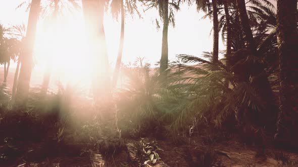 The Palms Oasis Trail is One of Many Popular Hikes in National Park