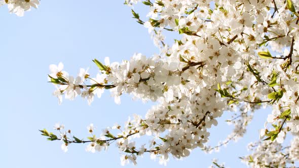 White Flowers of on a Cherry Tree Close Up