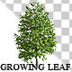 Growing Leaf  - VideoHive Item for Sale