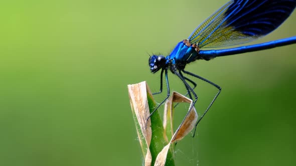 Blue Dragonfly on a Branch in Green Nature By the River Closeup