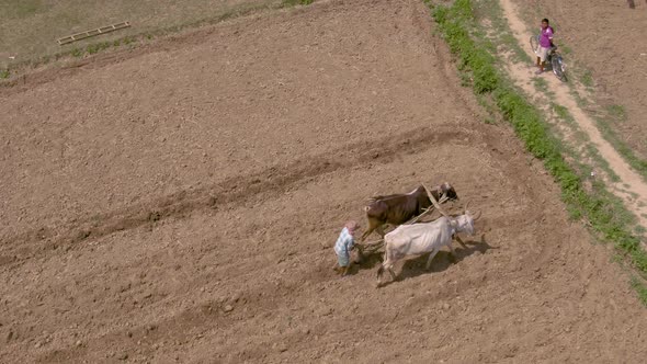 Famers working in agricultural fields, Mayapur, India. 4k aerial 