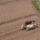 Famers working in agricultural fields, Mayapur, India. 4k aerial  - VideoHive Item for Sale