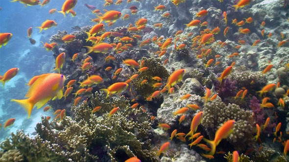 Colorful Fish On Vibrant Coral Reef 4