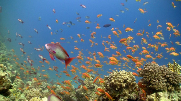 Colorful Fish On Vibrant Coral Reef, Static Scene 2