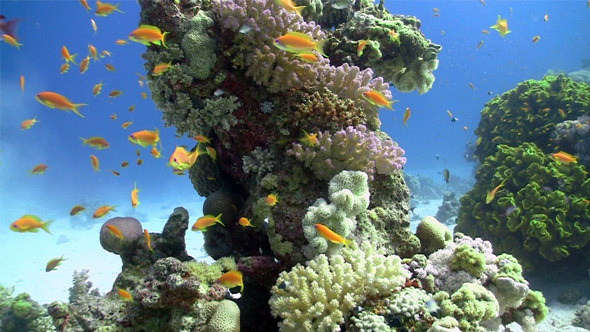 Colorful Fish On Vibrant Coral Reef, Static Scene 4