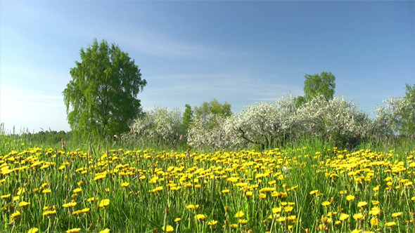 Blooming Apple Garden