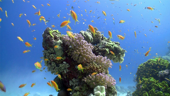 Colorful Fish On Vibrant Coral Reef, Static Scene 5