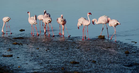 Wild flamingos are walking around in shallow waters of Walvis Bay, wildlife, 4k