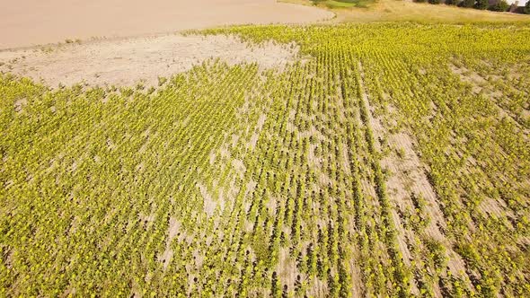 Aerial view of blooming sunflower fields