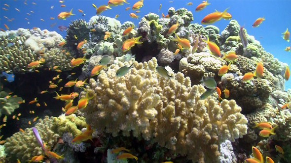 Colorful Fish On Vibrant Coral Reef 5