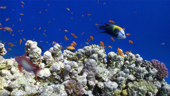 Colorful Fish On Vibrant Coral Reef 6