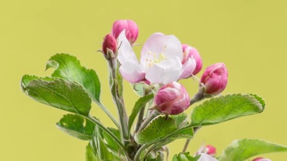 Fresh Spring Flowers Blooming