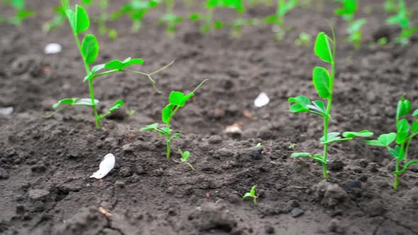 Row with Young Fresh Green Sprouts of Peas Growing in the Soil of a Bed in the Garden Smooth