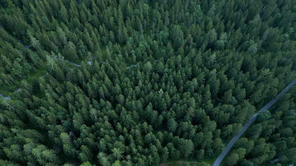 Flight Over a Fir Forest  Pine Trees From Above Bird Eyes View