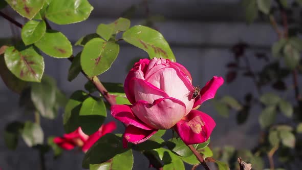 Bee on Rose