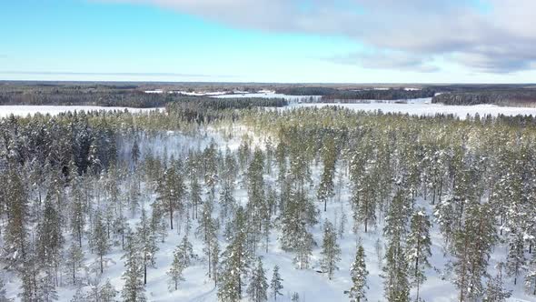 Finnish Pine Tree Forest In Winter