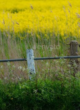 field of yellow wildflowers in Romney Marsh,Kent UK