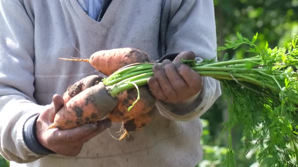 Carrot Harvesting is Underway the Farmer Shows Carrots with Leaves in His Hands