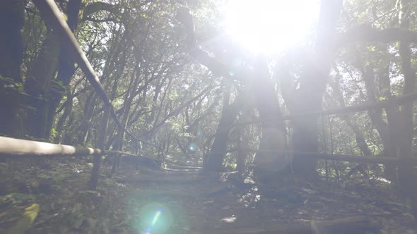 POV Shot in Garajonay Forest