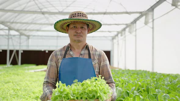 elderly Asian gardener holding a crate of organic green oaks smiles proudly at his produce