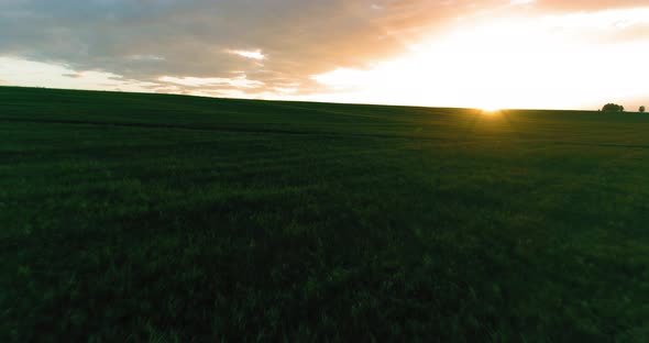 Flight Above Rural Summer Landscape with Endless Yellow Field at Sunny Summer Evening. Agricultural