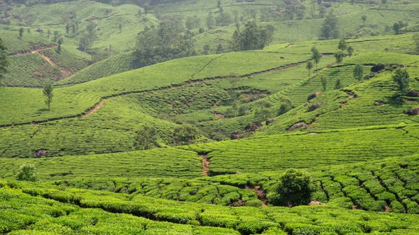 Timelapse of Green Tea Plantation