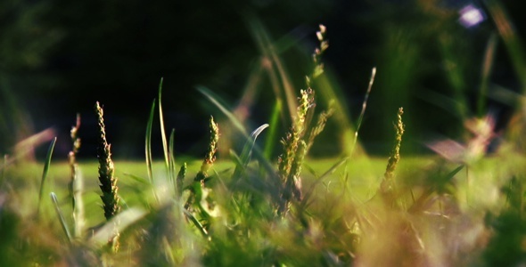 Blurred Grass