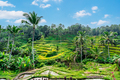 Tegalalang beautiful green rice terrace in Bali, Indonesia - PhotoDune Item for Sale