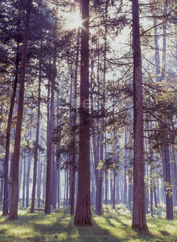 Pine Trees in Mac Mac Plantation