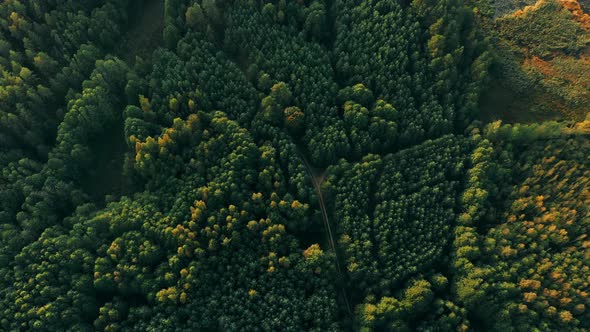 Aerial View Of Green Mixed Forest